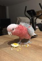 Kakatoe pink, Dieren en Toebehoren, Vogels | Parkieten en Papegaaien, Vrouwelijk, Parkiet, Tam