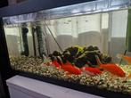 Aquarium, Dieren en Toebehoren, Vissen | Aquaria en Toebehoren, Ophalen, Zo goed als nieuw, Gevuld zoetwateraquarium