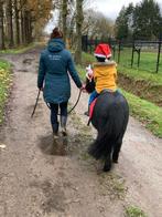 Shetlander (s) hengst & ruin, Hengst