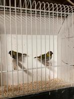 Cubavinken, Dieren en Toebehoren, Vogels | Overige Vogels, Meerdere dieren, Tropenvogel