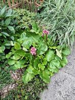 schoenlappersplant  bloeit 3 keer per jaar, Tuin en Terras, Planten | Tuinplanten, Vaste plant, Bloeit niet, Halfschaduw, Ophalen