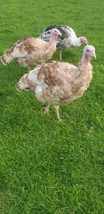 Ronquière kalkoenen vaal & donker geelschouder getekend, Dieren en Toebehoren, Mannelijk, Kalkoen