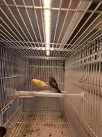 Diverse kanaries, Dieren en Toebehoren, Vogels | Kanaries, Meerdere dieren, Kleurkanarie
