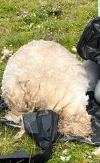 Vacht Drents heideschaap, Dieren en Toebehoren, Schapen, Geiten en Varkens, Mannelijk, Schaap