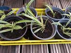 Graslelie / Spider planten, Huis en Inrichting, Kamerplanten, Ophalen