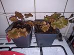 Heuchera, Ophalen, Zomer, Overige soorten, Volle zon