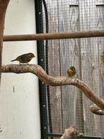 Koppel japanse nachtegalen te koop!, Dieren en Toebehoren, Vogels | Overige Vogels, Meerdere dieren, Geringd