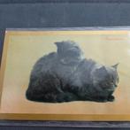 Ansichtkaart met twee perzen uit 1921, Ophalen of Verzenden, 1920 tot 1940, Gelopen, Overige thema's
