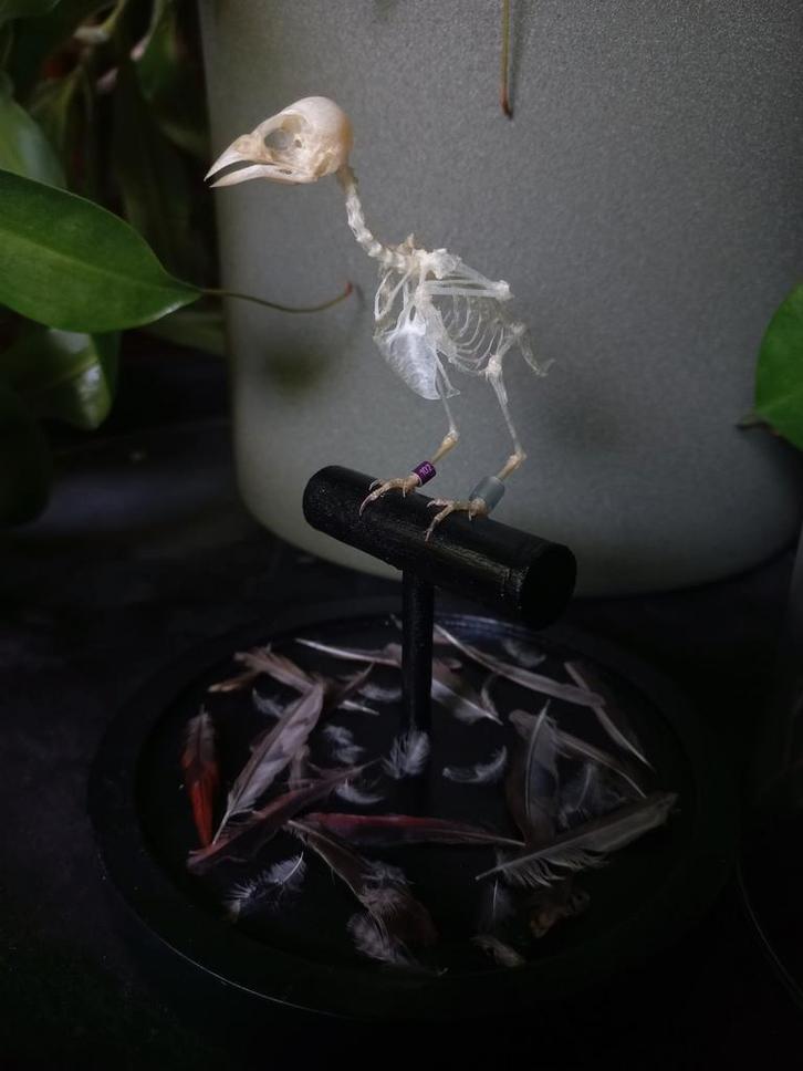 Tropische vogel skelet in stolp, Verzamelen, Dierenverzamelingen, Nieuw, Schedel, Vogel, Ophalen