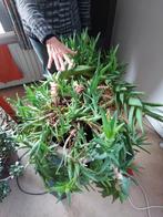 cactus (Aloiampelos ciliaris), Tuin en Terras, Planten | Tuinplanten, Ophalen, Overige soorten, Volle zon