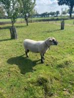 Hampshire Down overjarige dekram., Dieren en Toebehoren, Schapen, Geiten en Varkens, Mannelijk, Schaap, 3 tot 5 jaar