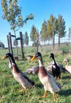 Indische loopeenden, flesseneenden te koop, Dieren en Toebehoren, Pluimvee, Meerdere dieren, Eend