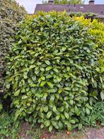Struik/plant, Ophalen, Overige soorten, 100 tot 250 cm