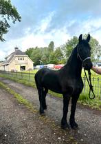 4 jarige friese merrie, Dieren en Toebehoren, Paarden, Merrie