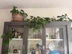 Meterslange hangplant, Huis en Inrichting, Kamerplanten, Ophalen, 200 cm of meer, Overige soorten, Halfschaduw