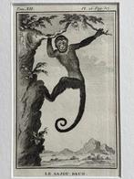 OUD 1770 Sajou Brun - Bruine Kapucijnaap, Antiek en Kunst, Ophalen of Verzenden