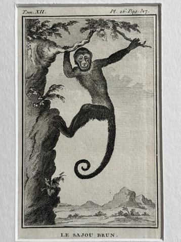 OUD 1770 Sajou Brun - Bruine Kapucijnaap beschikbaar voor biedingen