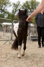 Nmprs X Shetlander merrie, Merrie, Minder dan 160 cm, Gechipt, 0 tot 2 jaar