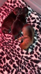 Jack russel pups, Dieren en Toebehoren, Honden | Jack Russells en Terriërs, België, Particulier, Jack Russell Terriër, 8 tot 15 weken