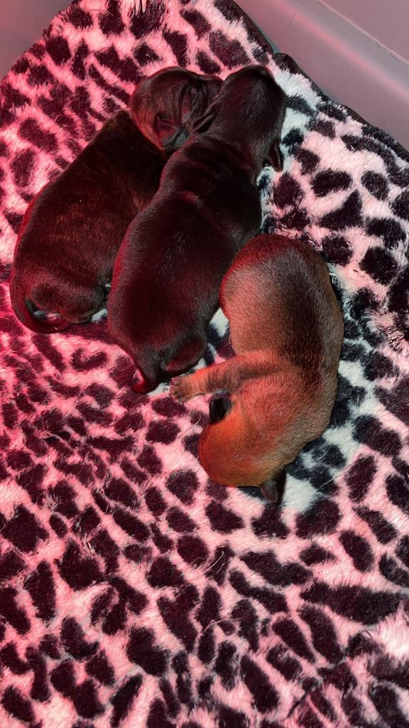 Jack russel pups, Dieren en Toebehoren, Honden | Jack Russells en Terriërs, Meerdere dieren, Jack Russell Terriër, Particulier