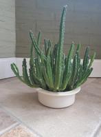 Aasbloem Vetplant in Pot, Ophalen, Overige soorten, In pot, Minder dan 100 cm
