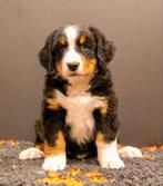 Prachtige Berner Sennen kruising pups te koop, Parvo, 8 tot 15 weken, Groot, Meerdere