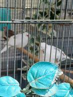 Jonge Bonte Diamantduiven '25, Dieren en Toebehoren, Vogels | Overige Vogels, Meerdere dieren, Tropenvogel, Tam