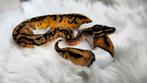 Te koop: koningspythons 0.4 pied 50 % het albino, Dieren en Toebehoren, Reptielen en Amfibieën, Slang, 0 tot 2 jaar