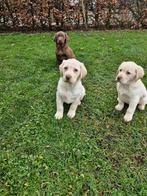 Super mooie labrador pups, Parvo, 8 tot 15 weken, Labrador retriever, Meerdere