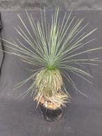 Yucca linearifolia ssp. Galeana 7, 70 cm, stam 35 cm, Ophalen of Verzenden, Vaste plant, Overige soorten, Volle zon