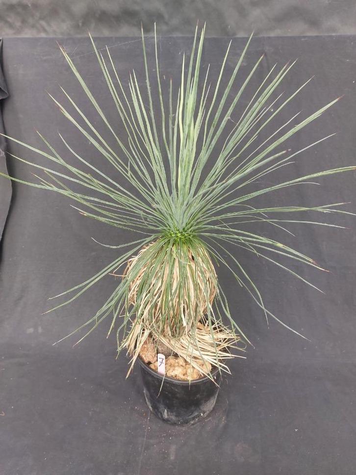 Yucca linearifolia ssp. Galeana 7, 70 cm, stam 35 cm, Tuin en Terras, Planten | Tuinplanten, Vaste plant, Overige soorten, Volle zon