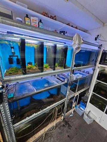 Aquarium stelling kweek stelling  beschikbaar voor biedingen