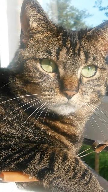 Een nieuw huis voor lieve Poes Balou beschikbaar voor biedingen