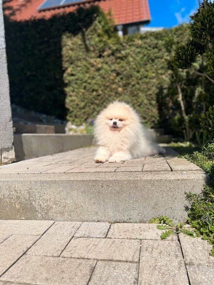 pomeriaan pomeranian geteste dekreu niet te koop, Dieren en Toebehoren, Honden | Poolhonden, Keeshonden en Oertypen, Reu, Keeshond
