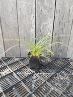 Liriope spicata P9, Volle zon, Vaste plant, Siergrassen, Ophalen of Verzenden