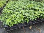Schaduwkruid - Pachysandra terminalis, Tuin en Terras, Bodembedekkers, Vaste plant, Ophalen of Verzenden, Halfschaduw