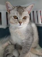 Schattige poes te koop, Dieren en Toebehoren, Katten en Kittens | Raskatten | Korthaar, Poes, 0 tot 2 jaar