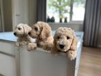 Opzoek naar een nieuw huis, Dieren en Toebehoren, Overige rassen, CDV (hondenziekte), 8 tot 15 weken, Meerdere