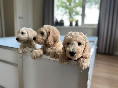 Opzoek naar een nieuw huis, Dieren en Toebehoren, Honden | Retrievers, Spaniëls en Waterhonden, Meerdere dieren, Overige rassen