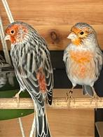 Kanarie mannen, Dieren en Toebehoren, Vogels | Kanaries, Mannelijk, Kleurkanarie