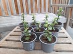 Kamerplant, Portulacaria, verse gewortelde stekjes., Vetplant, In pot, Minder dan 100 cm, Halfschaduw