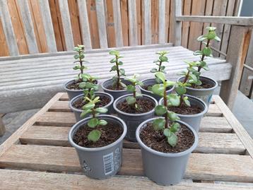 Kamerplant, Portulacaria, verse gewortelde stekjes. beschikbaar voor biedingen
