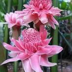15 pink Etlingera Elator seeds, Tuin en Terras, Bloembollen en Zaden, Ophalen of Verzenden, Volle zon