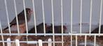 7 jonge zebravinken en 4 kopels ouders, Dieren en Toebehoren, Meerdere dieren, Tropenvogel