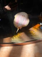 Potamotrygon albino vrouw, Dieren en Toebehoren, Vissen | Aquariumvissen, Vis, Zoetwatervis