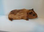 Superlieve babycavia, Cavia, Mannelijk, Tam, September