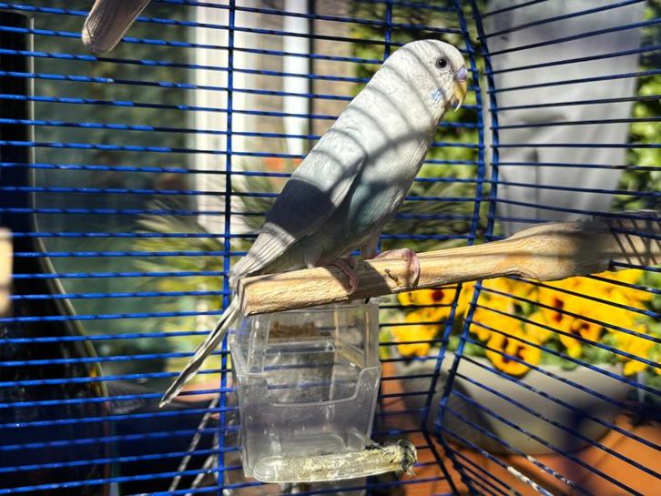Leuke blauw/gele kooi & Fraaie grasparkiet = split Blackwing, Dieren en Toebehoren, Vogels | Hokken en Kooien, Zo goed als nieuw