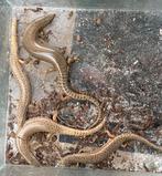 Parelskinken Chalcides ocellatus, Dieren en Toebehoren, Reptielen en Amfibieën, Hagedis, 0 tot 2 jaar