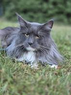 Prachtige maine coon dekkater (niet te koop), Dieren en Toebehoren, Katten en Kittens | Dekkaters