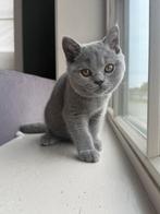 Brits korthaar kittens met stamboom, Dieren en Toebehoren, Katten en Kittens | Raskatten | Korthaar, Meerdere dieren, Gechipt